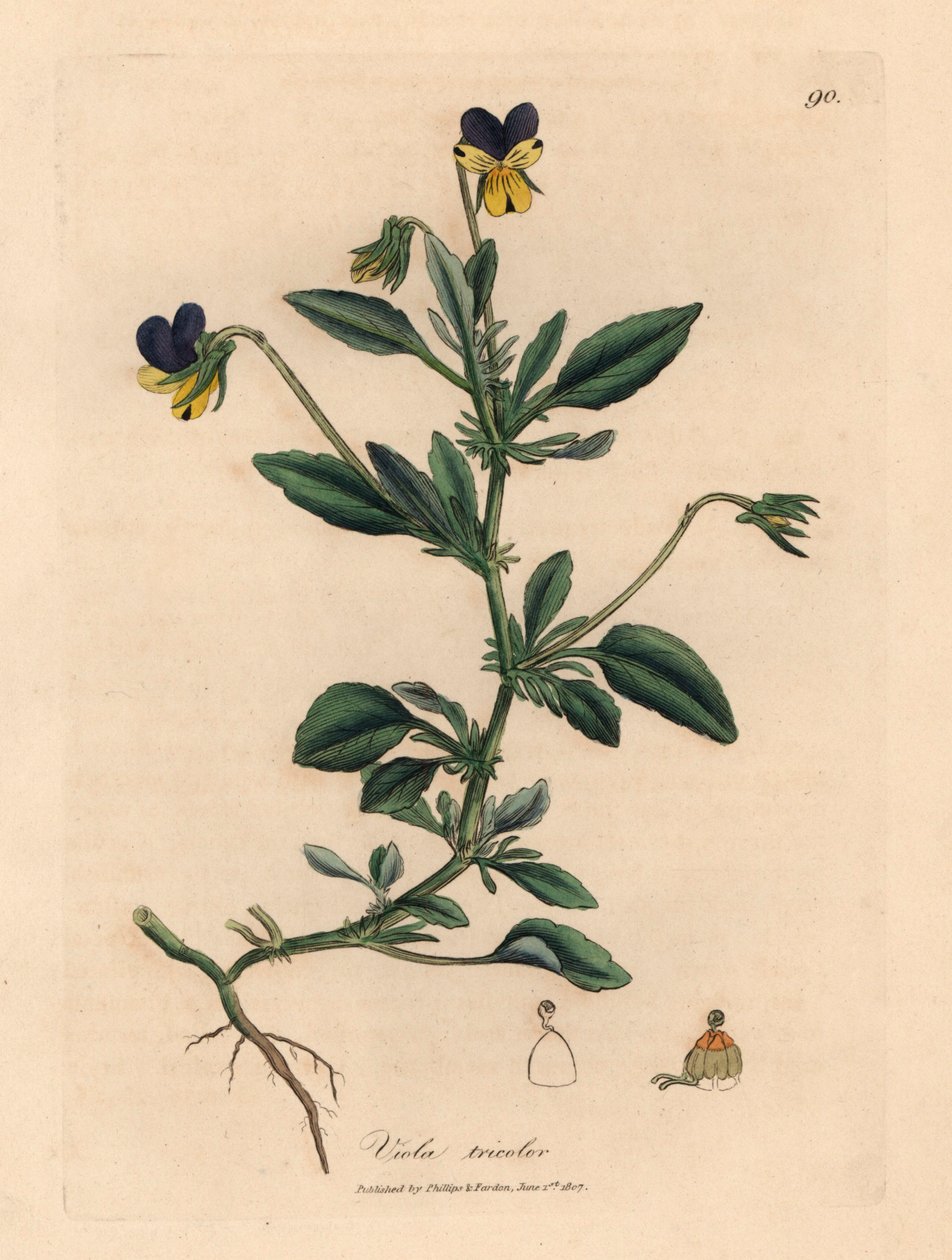 Lila och gul pensé, Viola tricolor, från en botanisk illustration av James Sowerby från William Woodville och Sir William Jackson Hookers "Medical Botany" 1832 (handfärgad kopparstick) av James (after) Sowerby