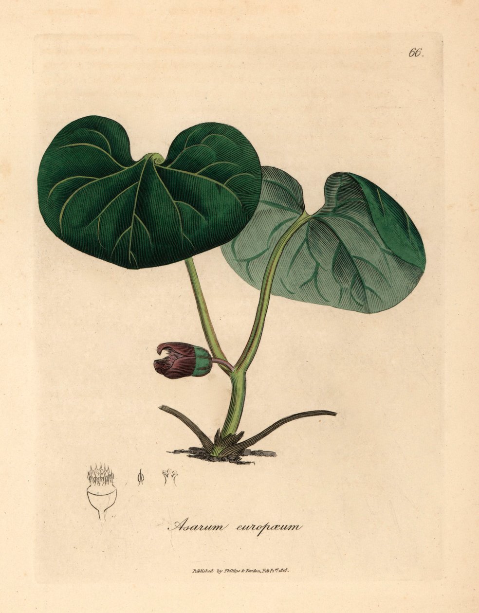 Lilablommig asarabacca, eller vild ingefära, Asarum europaeum, från en botanisk illustration av James Sowerby från William Woodville och Sir William Jackson Hookers "Medical Botany" 1832 (handfärgad kopparstick) av James (after) Sowerby