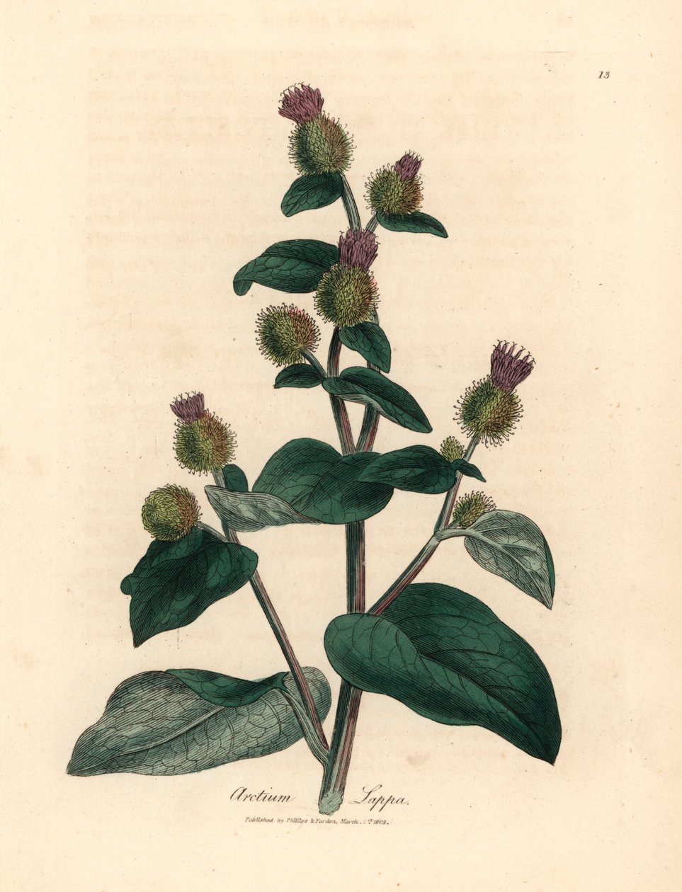 Lilablommig kardborre, Arctium lappa, från en botanisk illustration av James Sowerby från William Woodville och Sir William Jackson Hookers "Medical Botany" 1832 (handfärgad kopparstick) av James (after) Sowerby