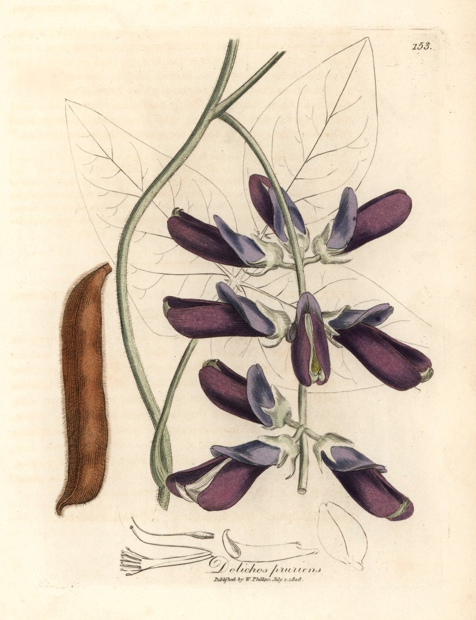 Lilablommiga kohögdolichos, Dolichos pruriens, från en botanisk illustration av James Sowerby från William Woodville och Sir William Jackson Hookers "Medical Botany" 1832 (handfärgad kopparstick) av James (after) Sowerby