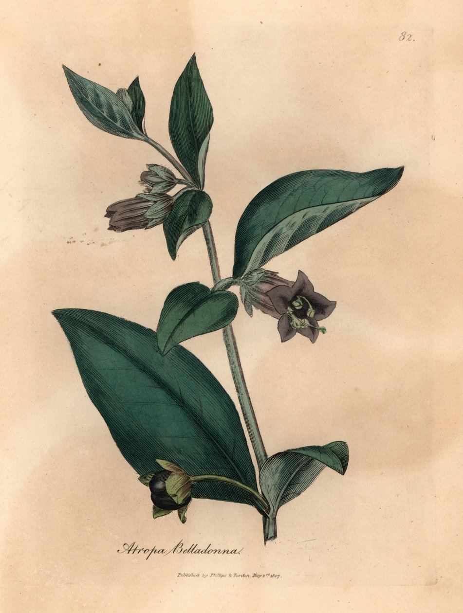 Lilablommig dödlig nattskugga, Atropa belladonna, från en botanisk illustration av James Sowerby från William Woodville och Sir William Jackson Hookers "Medical Botany" 1832 (handfärgad kopparstick) av James (after) Sowerby