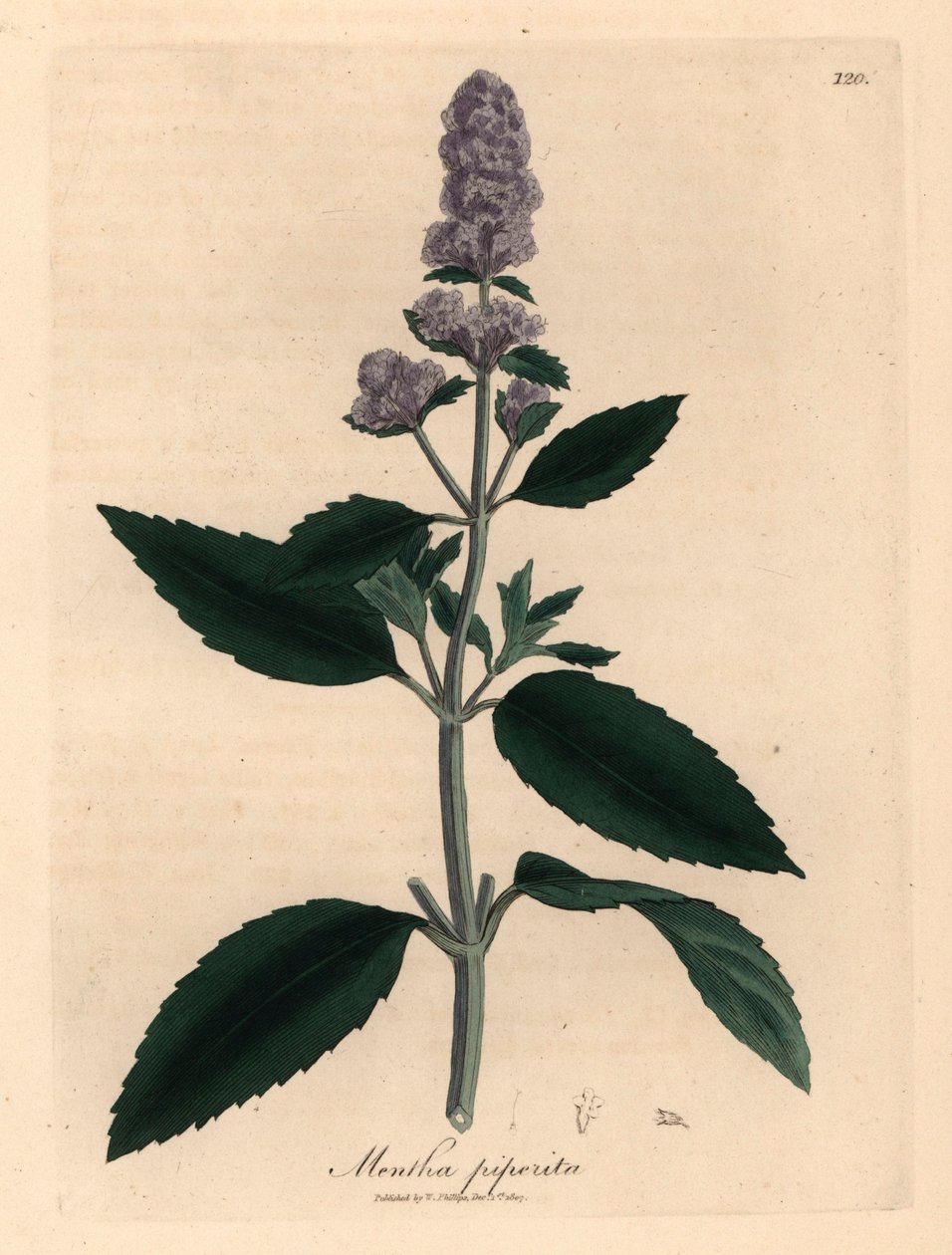 Lilablommig pepparmynta, Mentha piperita, från en botanisk illustration av James Sowerby från William Woodville och Sir William Jackson Hookers "Medical Botany" 1832 (handfärgad kopparstick) av James (after) Sowerby