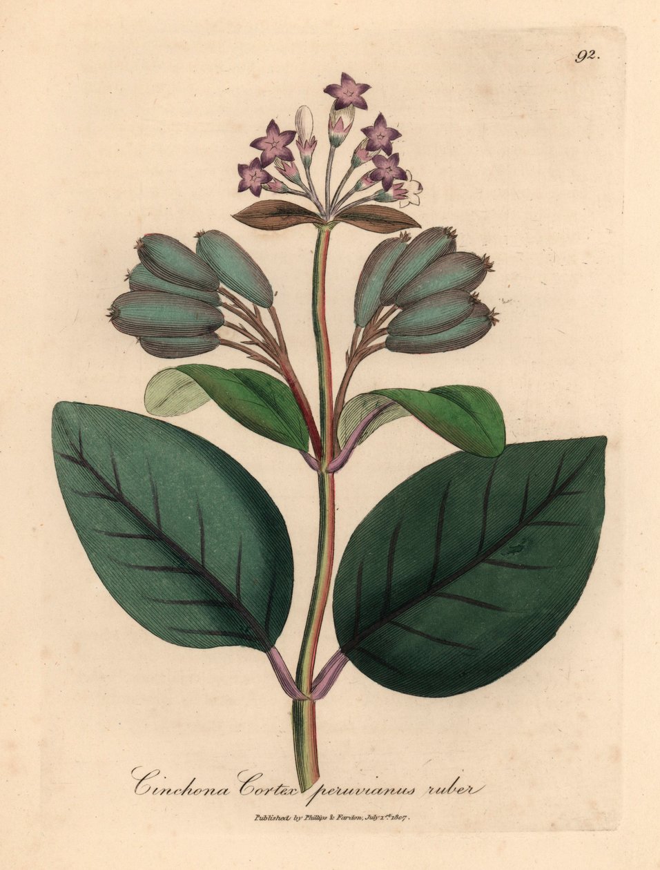 Lilablommigt rött peruanskt barkträd, Cinchona cortex peruvianus ruber, från en botanisk illustration av James Sowerby från William Woodville och Sir William Jackson Hookers "Medical Botany" 1832 (handfärgad kopparstick) av James (after) Sowerby