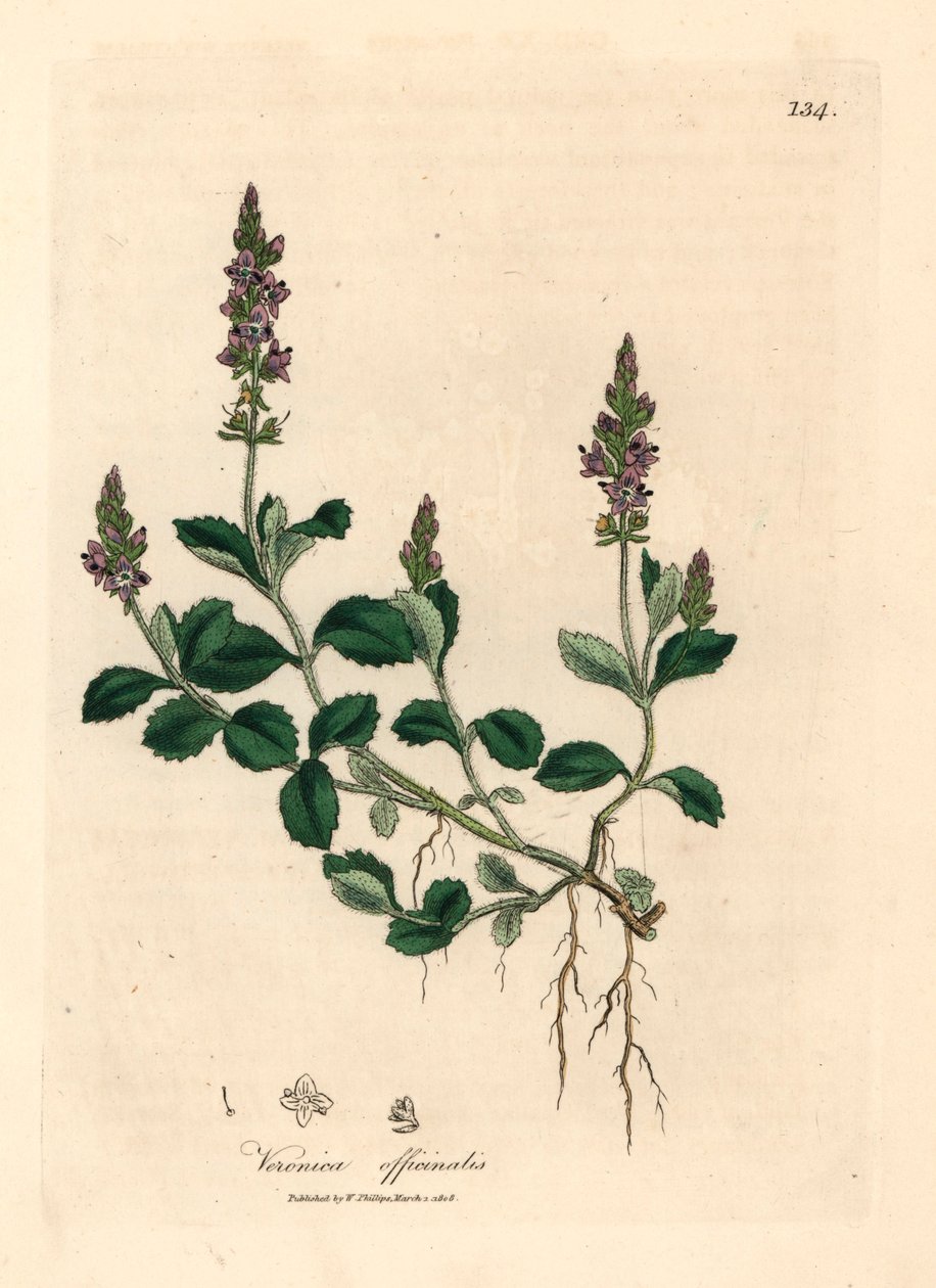 Lilablommig veronica, Veronica officinalis, från en botanisk illustration av James Sowerby från William Woodville och Sir William Jackson Hookers "Medical Botany" 1832 (handfärgad kopparstick) av James (after) Sowerby