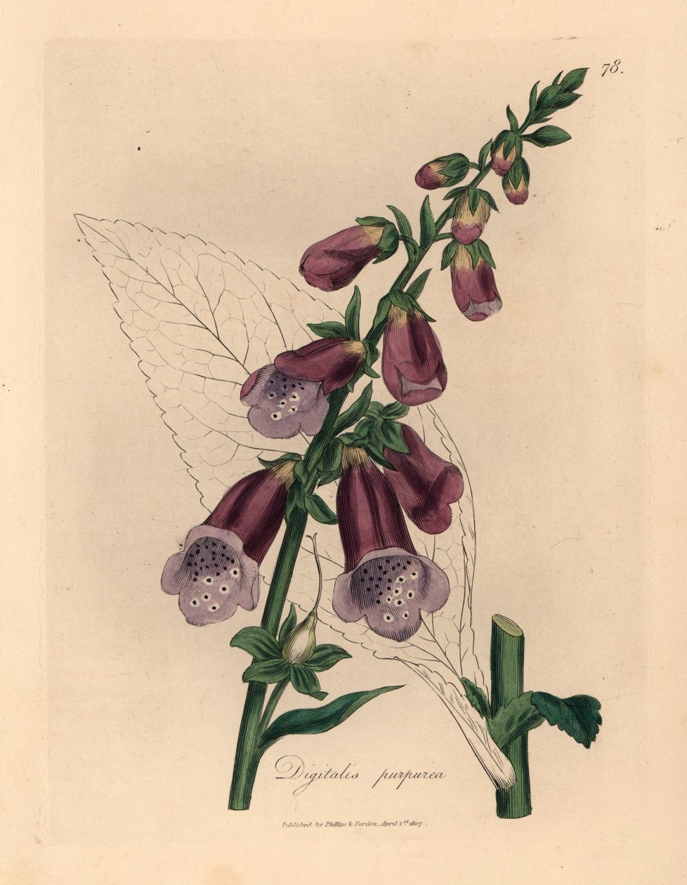 Lila fingerborgsbo, Digitalis purpurea, från en botanisk illustration av James Sowerby från William Woodville och Sir William Jackson Hookers "Medical Botany" 1832 (handfärgad kopparstick) av James (after) Sowerby