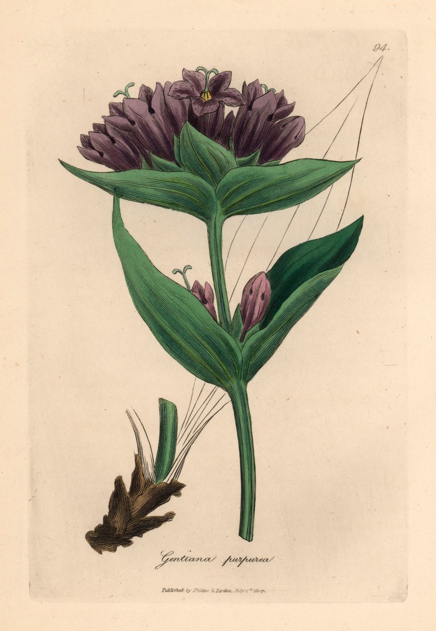 Lila gentiana, Gentiana purpurea, från en botanisk illustration av James Sowerby från William Woodville och Sir William Jackson Hookers "Medical Botany" 1832 (handfärgad kopparstick) av James (after) Sowerby
