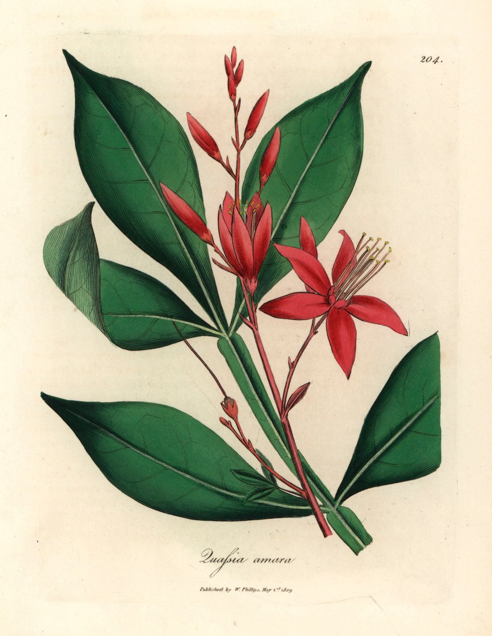 Rödblommig bitter quassia, Quassia amara, från en botanisk illustration av James Sowerby från William Woodville och Sir William Jackson Hookers "Medical Botany" 1832 (handfärgad kopparstick) av James (after) Sowerby