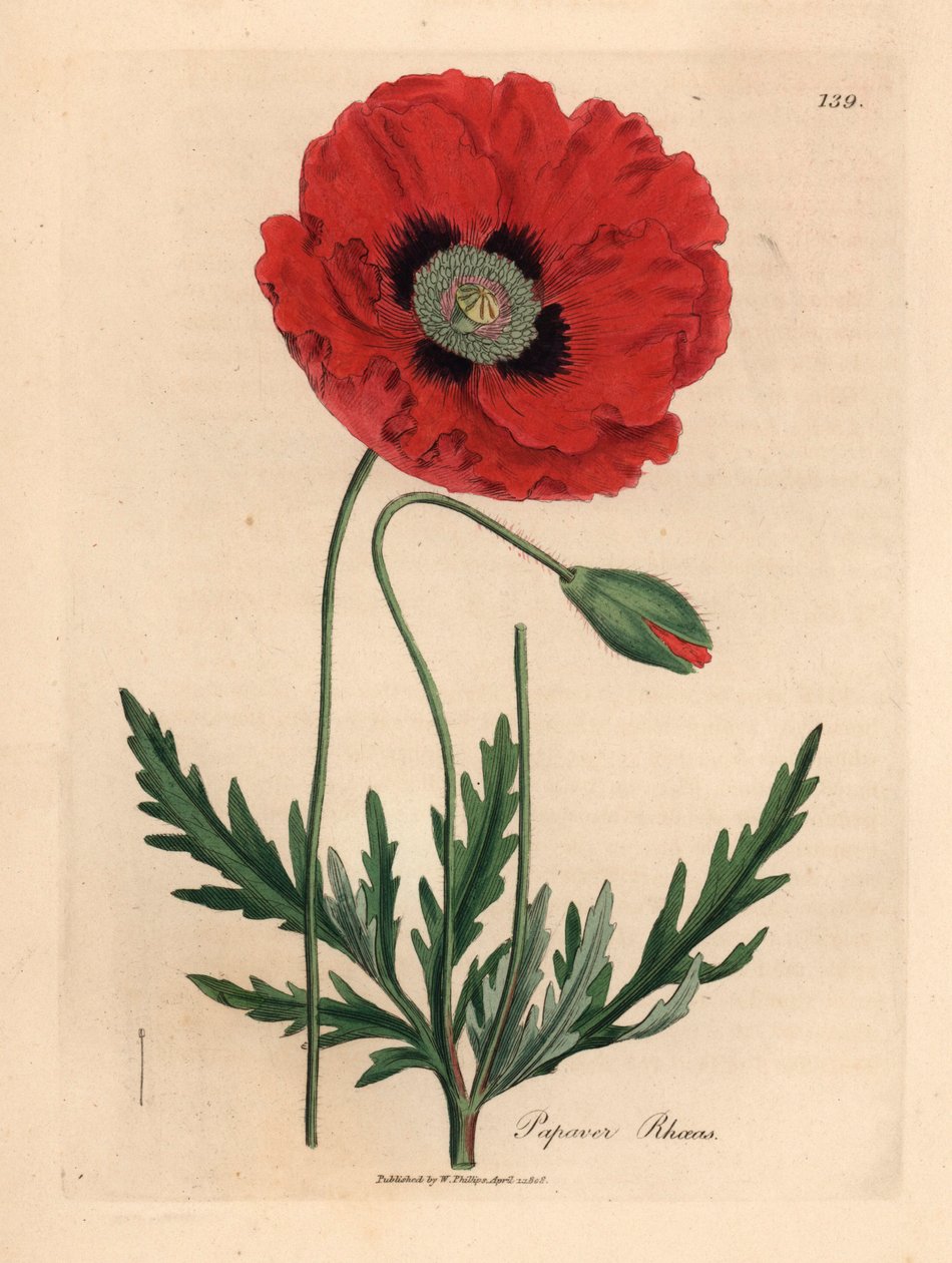 swedish av James (after) Sowerby
