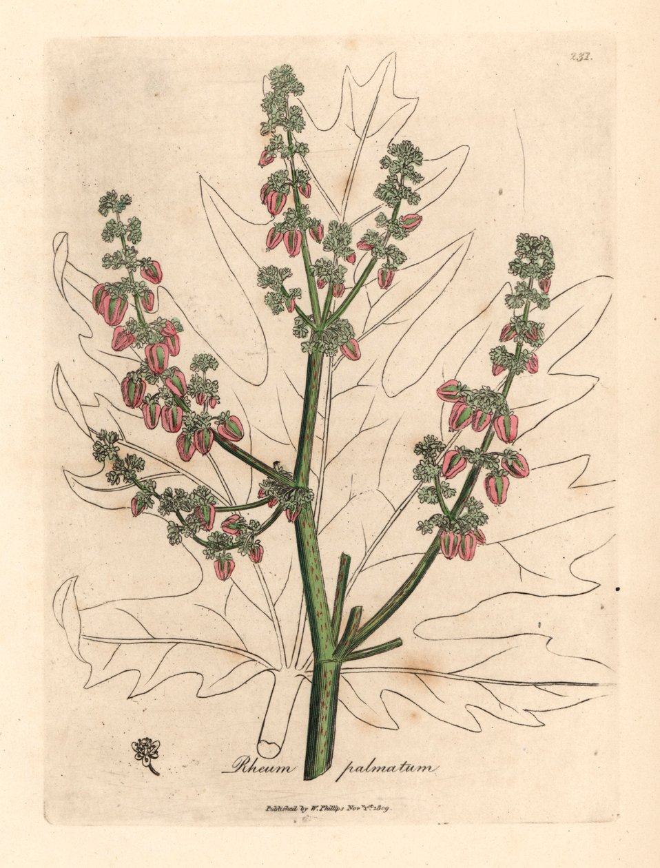 Rubarbblommor och stjälk, bladkontur, Rheum palmatum, från en botanisk illustration av James Sowerby från William Woodville och Sir William Jackson Hookers "Medical Botany" 1832 (handfärgad kopparstick) av James (after) Sowerby