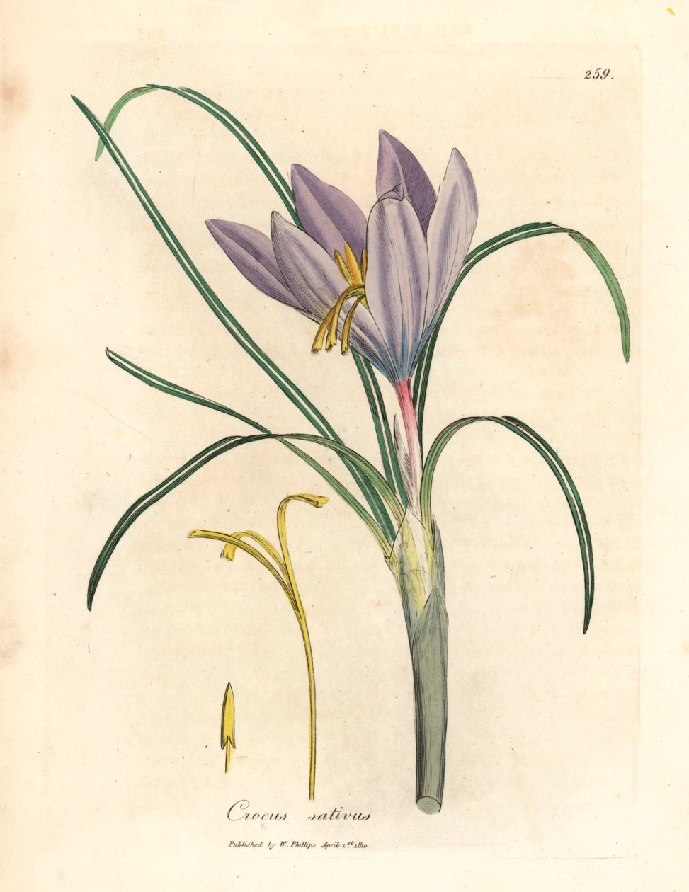 Saffranskrokus, Crocus sativus, från en botanisk illustration av James Sowerby från William Woodville och Sir William Jackson Hookers "Medical Botany" 1832 (handfärgad kopparstick) av James (after) Sowerby