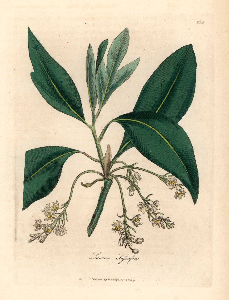 Sassafras träd, Laurus sassafras, från en botanisk illustration av James Sowerby från William Woodville och Sir William Jackson Hookers "Medical Botany" 1832 (handfärgad kopparstick) av James (after) Sowerby