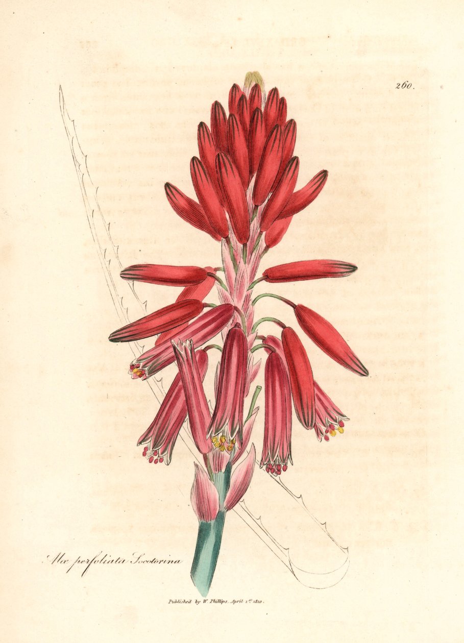 Socotorine aloe, Aloe perfoliata socotorina, från en botanisk illustration av James Sowerby från William Woodville och Sir William Jackson Hookers "Medical Botany" 1832 (handfärgad kopparstick) av James (after) Sowerby