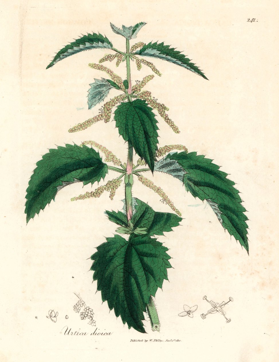 Brännässla, Urtica dioica, från en botanisk illustration av James Sowerby från William Woodville och Sir William Jackson Hookers "Medical Botany" 1832 (handfärgad kopparstick) av James (after) Sowerby