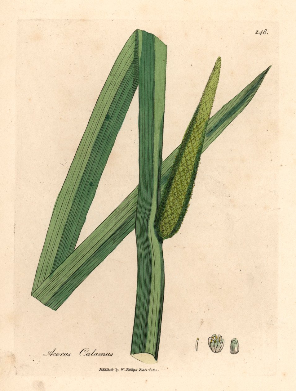 Söt flagga, Acorus calamus, från en botanisk illustration av James Sowerby från William Woodville och Sir William Jackson Hookers "Medical Botany" 1832 (handfärgad kopparstick) av James (after) Sowerby