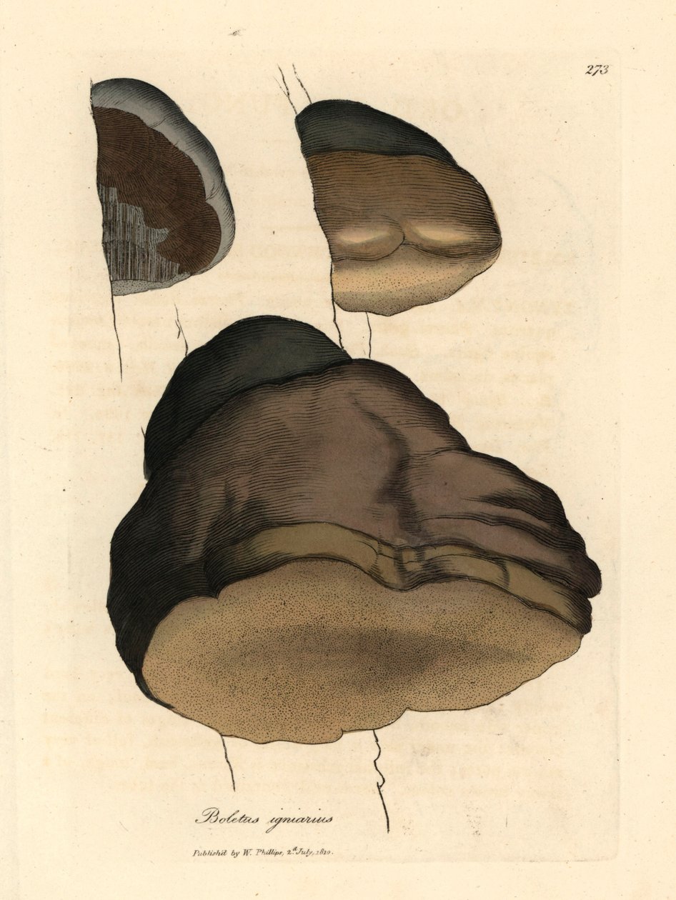 Touchwood boletus eller agaric svamp, Boletus igniarius, från en botanisk illustration av James Sowerby från William Woodville och Sir William Jackson Hookers "Medical Botany" 1832 (handfärgad kopparstick) av James (after) Sowerby