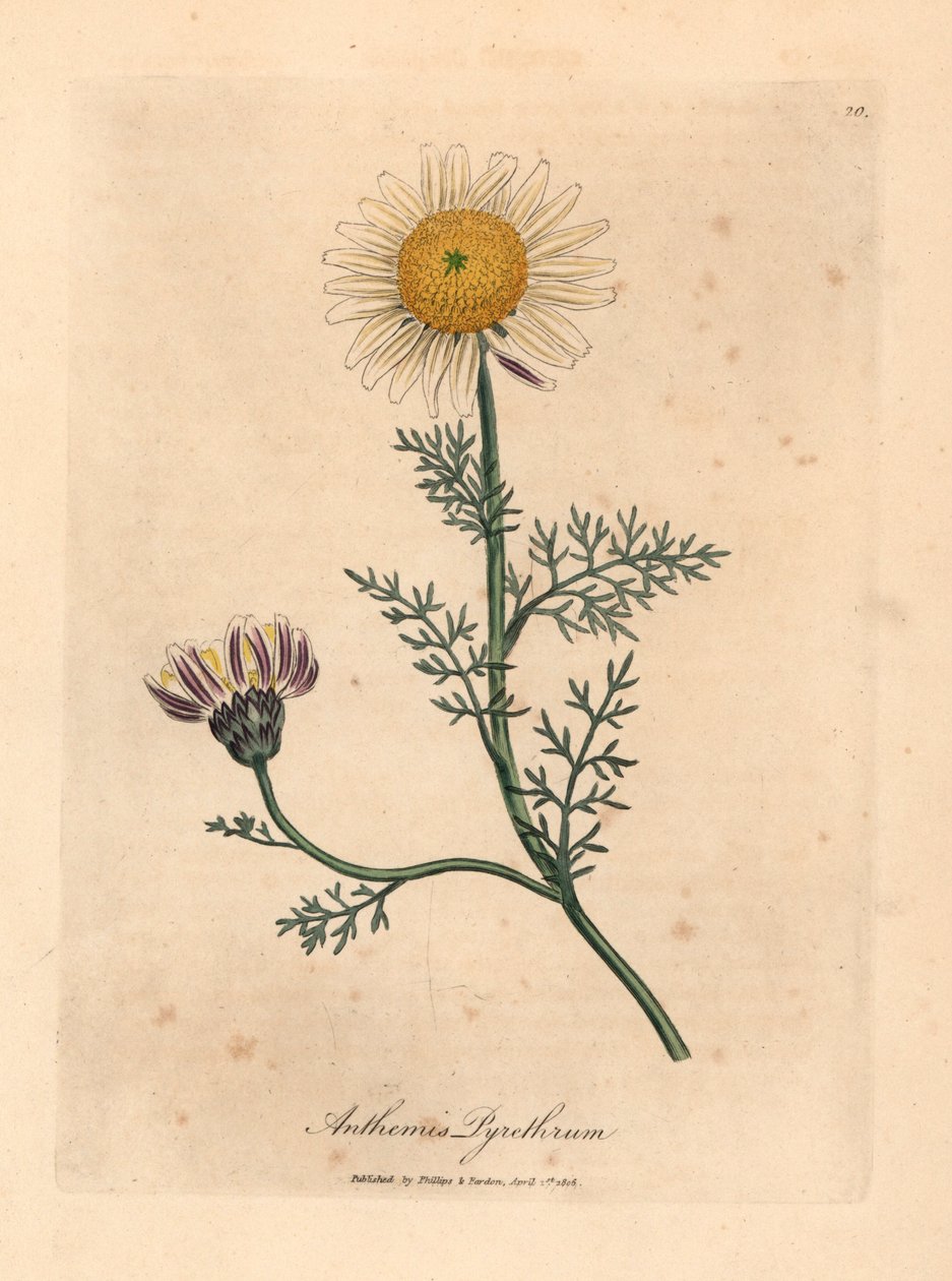 Vit och gul spansk kamomill, Anthemis pyrethrum, från en botanisk illustration av James Sowerby från William Woodville och Sir William Jackson Hookers "Medical Botany" 1832 (handfärgad kopparstick) av James (after) Sowerby
