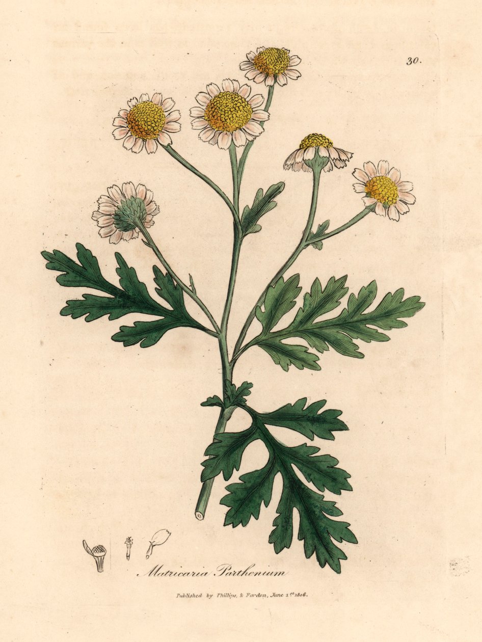 Vit- och gulblommiga febertabbe, Matricaria parthenium, från en botanisk illustration av James Sowerby från William Woodville och Sir William Jackson Hookers "Medical Botany" 1832 (handfärgad kopparstick) av James (after) Sowerby
