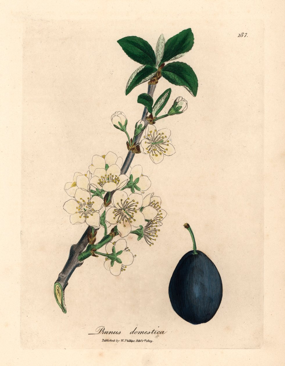 Vit blomma och frukt från plommon- eller plommonträdet, Prunus domestica, från en botanisk illustration av James Sowerby från William Woodville och Sir William Jackson Hookers "Medical Botany" 1832 (handfärgad kopparstick) av James (after) Sowerby