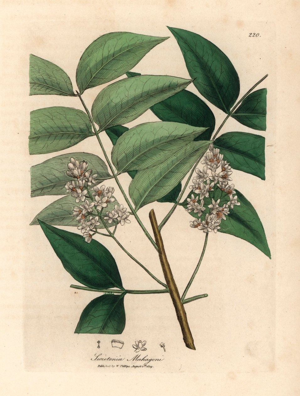 Vittblommigt mahognyträd, Swietenia mahogani, från en botanisk illustration av James Sowerby från William Woodville och Sir William Jackson Hookers "Medical Botany" 1832 (handfärgad kopparstick) av James (after) Sowerby