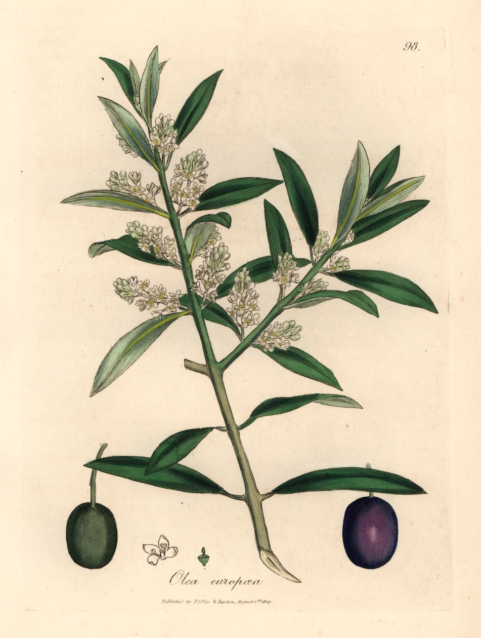 Vitblommigt europeiskt olivträd med frukt, Olea europaea, från en botanisk illustration av James Sowerby från William Woodville och Sir William Jackson Hookers "Medical Botany" 1832 (handfärgad kopparstick) av James (after) Sowerby