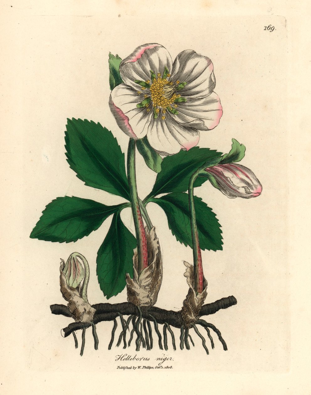 Vitblommig svart hellebore eller julros, Helleborus niger, från en botanisk illustration av James Sowerby från William Woodville och Sir William Jackson Hookers "Medical Botany" 1832 (handfärgad kopparstick) av James (after) Sowerby