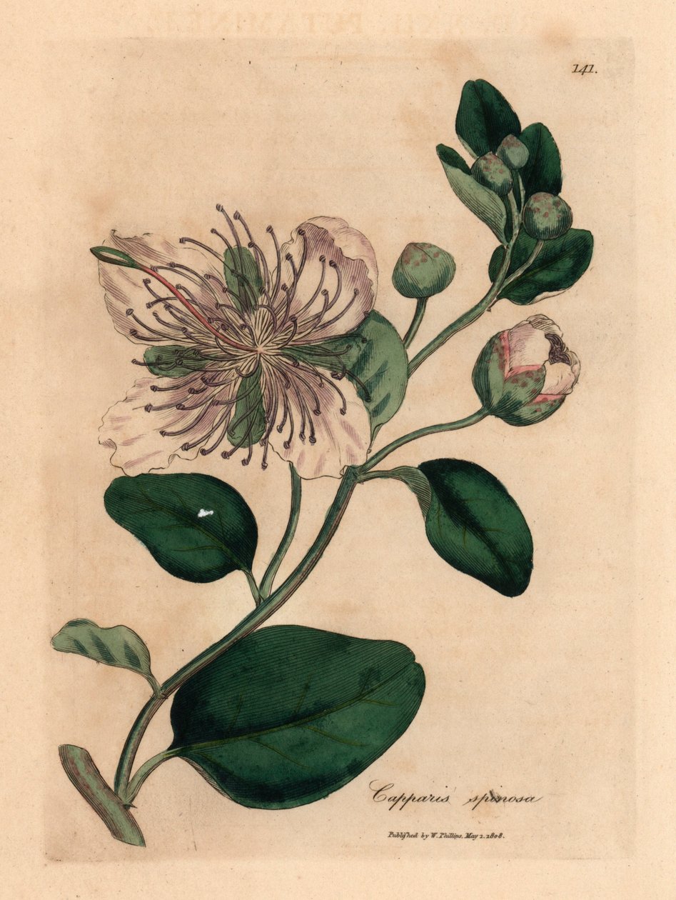 Vitblommig kaprisbuske, Capparis spinosa, från en botanisk illustration av James Sowerby från William Woodville och Sir William Jackson Hookers "Medical Botany" 1832 (handfärgad kopparstick) av James (after) Sowerby