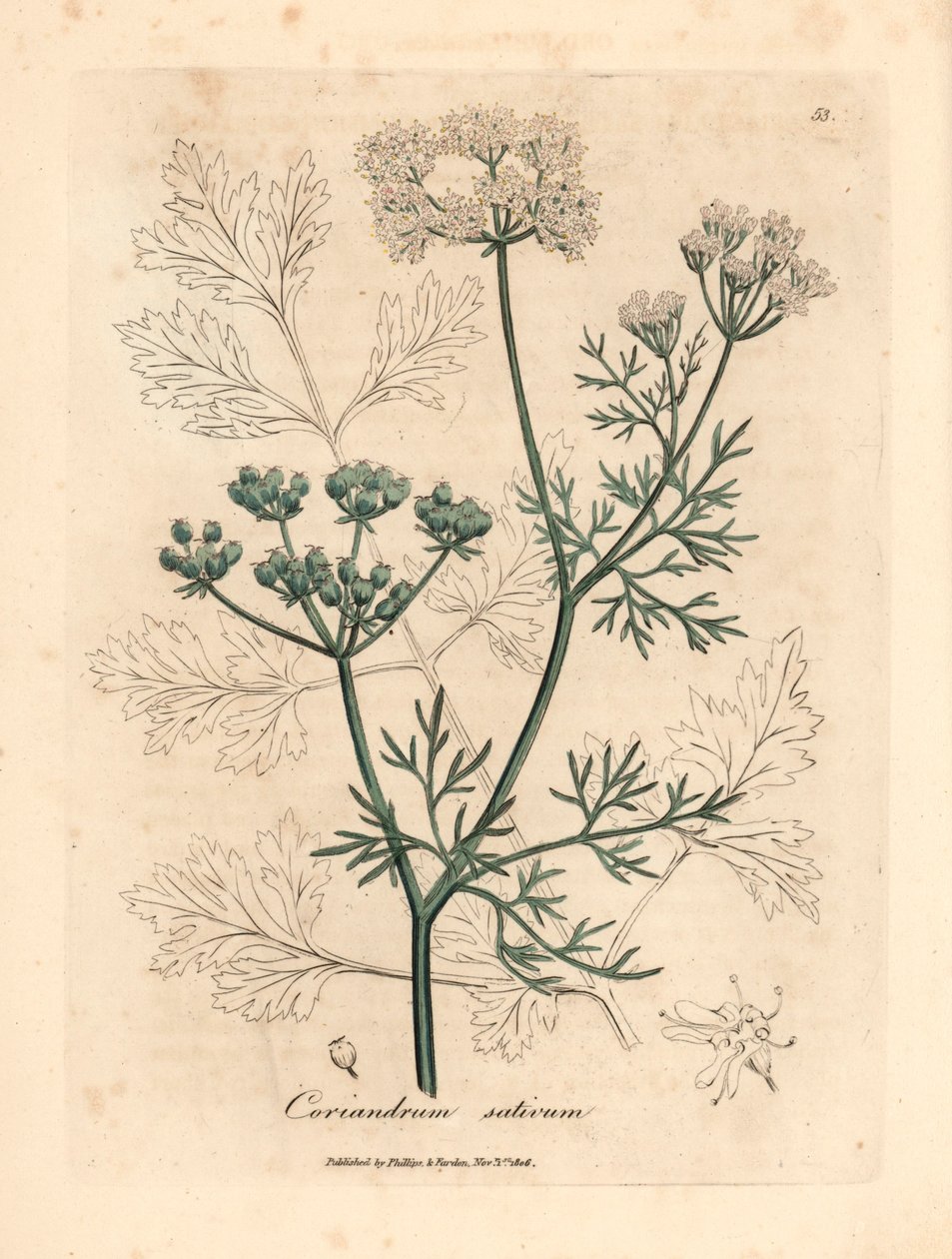 Vitblommig koriander, Coriandrum sativum, från en botanisk illustration av James Sowerby från William Woodville och Sir William Jackson Hookers "Medical Botany" 1832 (handfärgad kopparstick) av James (after) Sowerby