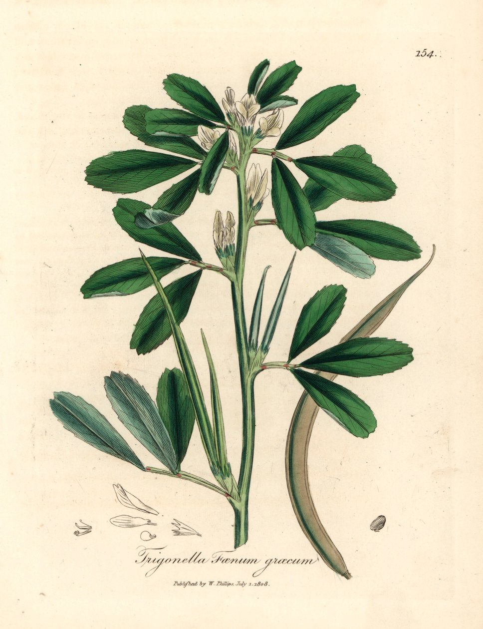 Vitblommig bockhornsklöver med fröskida, Trigonella foenum graecum, från en botanisk illustration av James Sowerby från William Woodville och Sir William Jackson Hookers "Medical Botany" 1832 (handfärgad kopparstick) av James (after) Sowerby