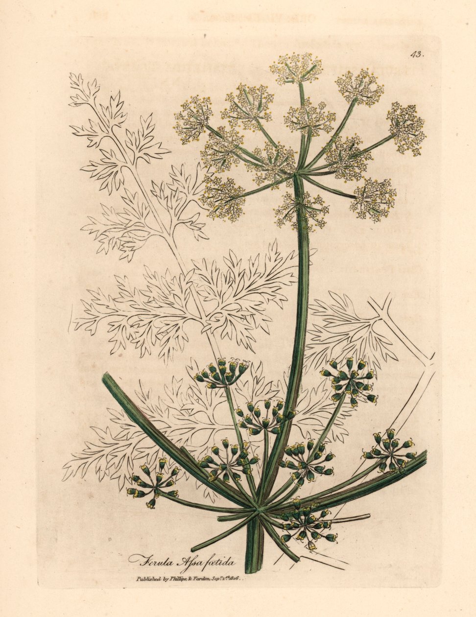 Vitblommig gigantisk fänkål eller asafetida, Ferula assafoetida, från en botanisk illustration av James Sowerby från William Woodville och Sir William Jackson Hookers "Medical Botany" 1832 (handfärgad kopparstick) av James (after) Sowerby