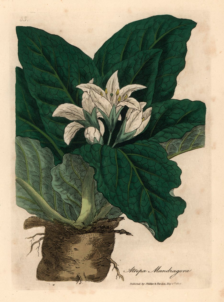 Vitblommig mandrake, Atropa mandragora, från en botanisk illustration av James Sowerby från William Woodville och Sir William Jackson Hookers "Medical Botany" 1832 (handfärgad kopparstick) av James (after) Sowerby