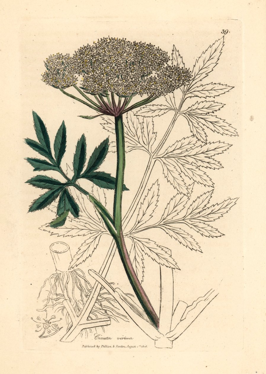 Vitblommig vattenhock, Cicuta virosa, från en botanisk illustration av James Sowerby från William Woodville och Sir William Jackson Hookers "Medical Botany" 1832 (handfärgad kopparstick) av James (after) Sowerby