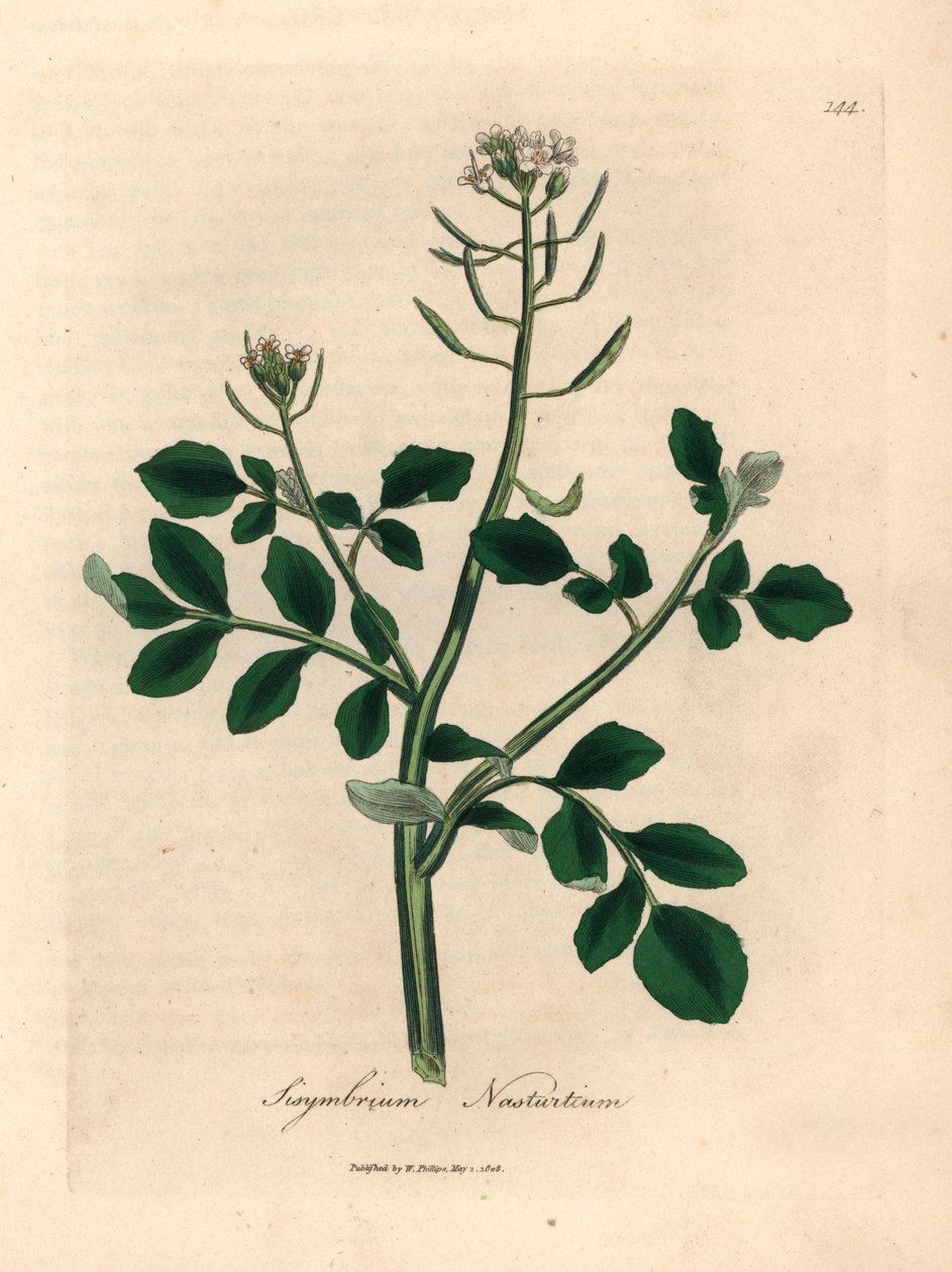 Vitblommig vattenkrasse, Sisymbrium nasturtium, från en botanisk illustration av James Sowerby från William Woodville och Sir William Jackson Hookers "Medical Botany" 1832 (handfärgad kopparstick) av James (after) Sowerby