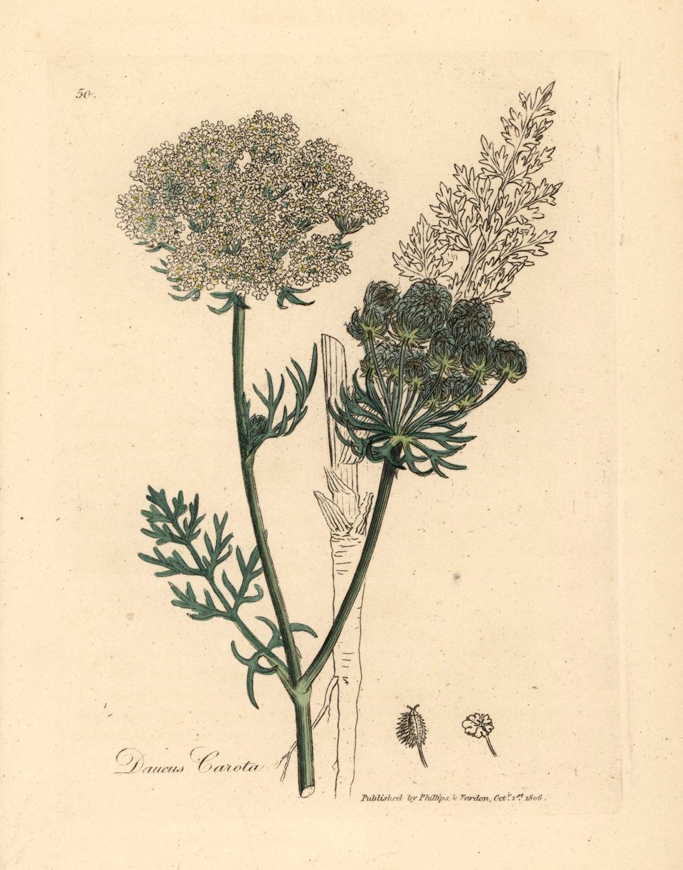 Vitblommig vild morotsväxt, Daucus carota, från en botanisk illustration av James Sowerby från William Woodville och Sir William Jackson Hookers "Medical Botany" 1832 (handfärgad kopparstick) av James (after) Sowerby