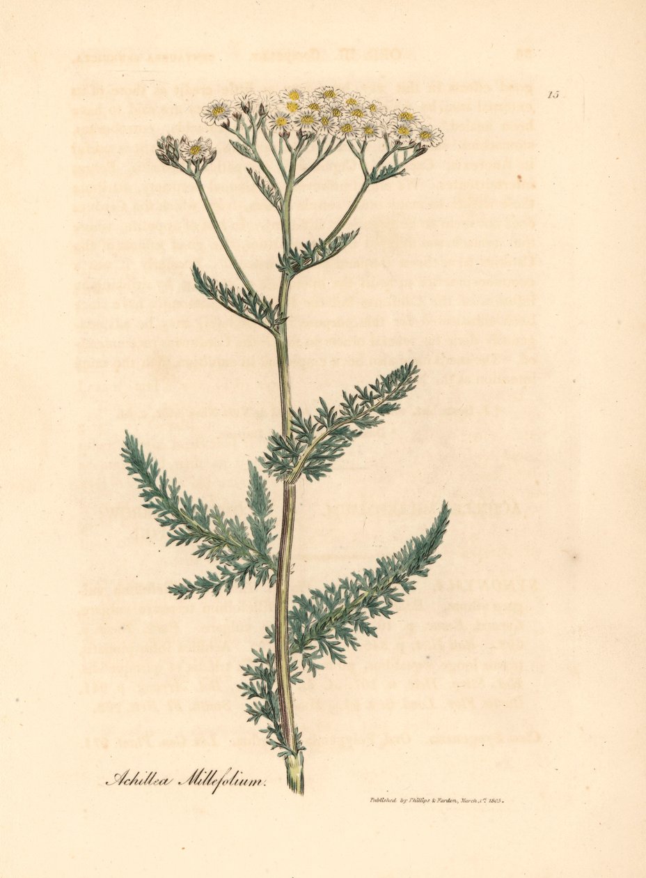 Vitblommig rölleka eller milfoil, Achillea millefolium, från en botanisk illustration av James Sowerby från William Woodville och Sir William Jackson Hookers "Medical Botany" 1832 (handfärgad kopparstick) av James (after) Sowerby