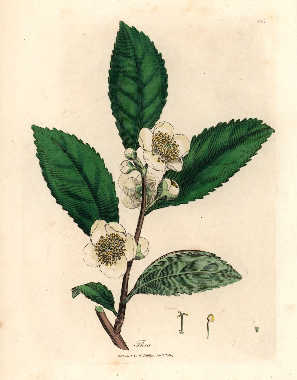 Vita blommor och gröna teblad, Thea bohea, Camellia sinensis, från en botanisk illustration av James Sowerby från William Woodville och Sir William Jackson Hookers "Medical Botany" 1832 (handfärgad kopparstick) av James (after) Sowerby
