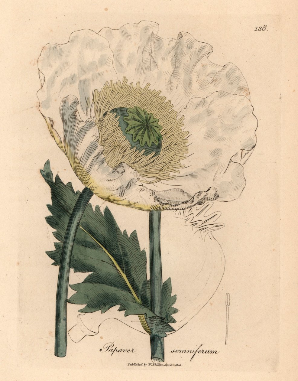 Vit vallmo, Papaver somniferum, från en botanisk illustration av James Sowerby från William Woodville och Sir William Jackson Hookers "Medical Botany" 1832 (handfärgad kopparstick) av James (after) Sowerby