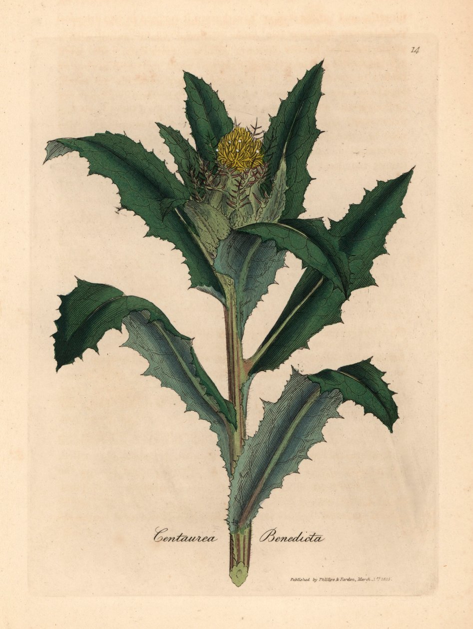 Gulblommig välsignad eller helig tistel, Centaurea benedicta, från en botanisk illustration av James Sowerby från William Woodville och Sir William Jackson Hookers "Medical Botany" 1832 (handfärgad kopparstick) av James (after) Sowerby