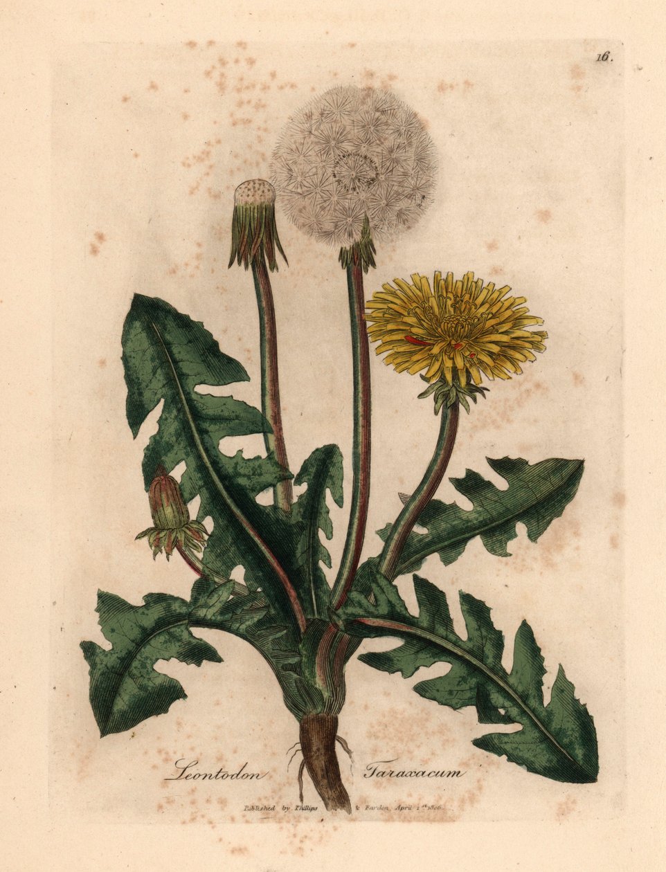 Gulblommig vanlig maskros, Leontodon taraxacum, från en botanisk illustration av James Sowerby från William Woodville och Sir William Jackson Hookers "Medical Botany" 1832 (handfärgad kopparstick) av James (after) Sowerby