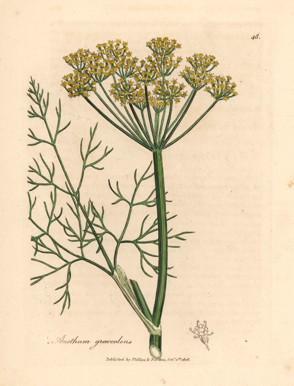 Gulblommig dill, Anethum graveolens, från en botanisk illustration av James Sowerby från William Woodville och Sir William Jackson Hookers "Medical Botany" 1832 (handfärgad kopparstick) av James (after) Sowerby