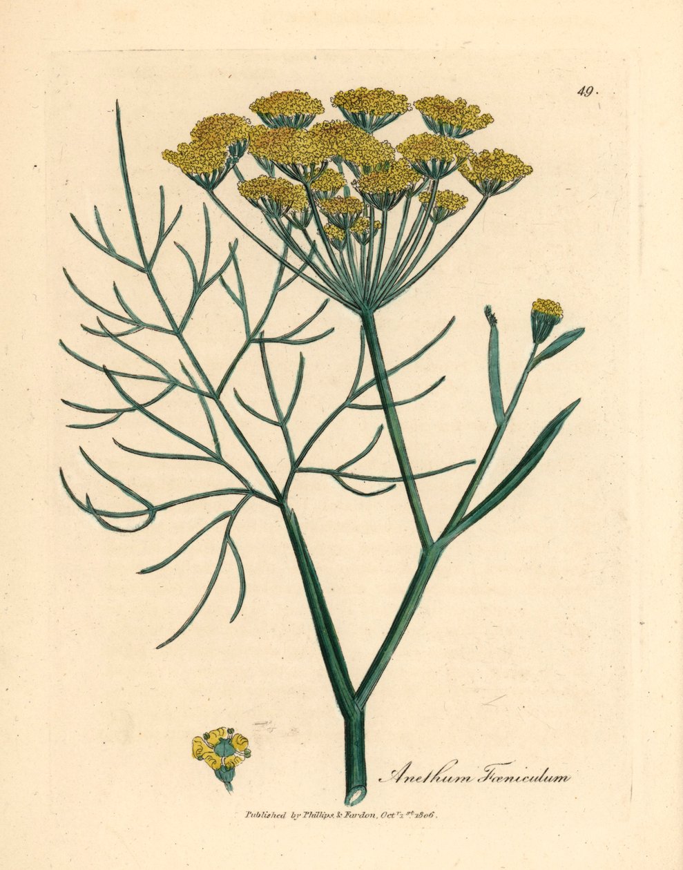 Gulblommig fänkål, Anethum foeniculum, från en botanisk illustration av James Sowerby från William Woodville och Sir William Jackson Hookers "Medical Botany" 1832 (handfärgad kopparstick) av James (after) Sowerby