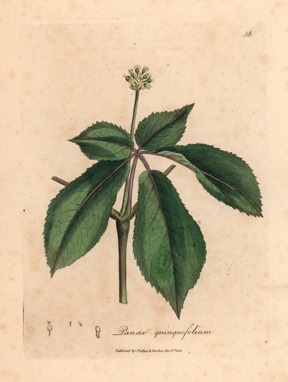 Gulblommig ginsengväxt, Panax quinquefolium, från en botanisk illustration av James Sowerby från William Woodville och Sir William Jackson Hookers "Medical Botany" 1832 (handfärgad kopparstick) av James (after) Sowerby