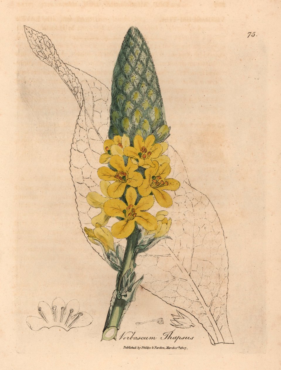 Gulblommande stor bredbladig mullein, Verbascum thapsus, från en botanisk illustration av James Sowerby från William Woodville och Sir William Jackson Hookers "Medical Botany" 1832 (handfärgad kopparstick) av James (after) Sowerby