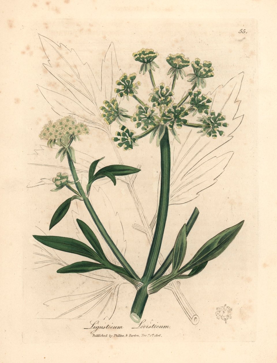Gulblommig libbsticka, Ligusticum levisticum, från en botanisk illustration av James Sowerby från William Woodville och Sir William Jackson Hookers "Medical Botany" 1832 (handfärgad kopparstick) av James (after) Sowerby