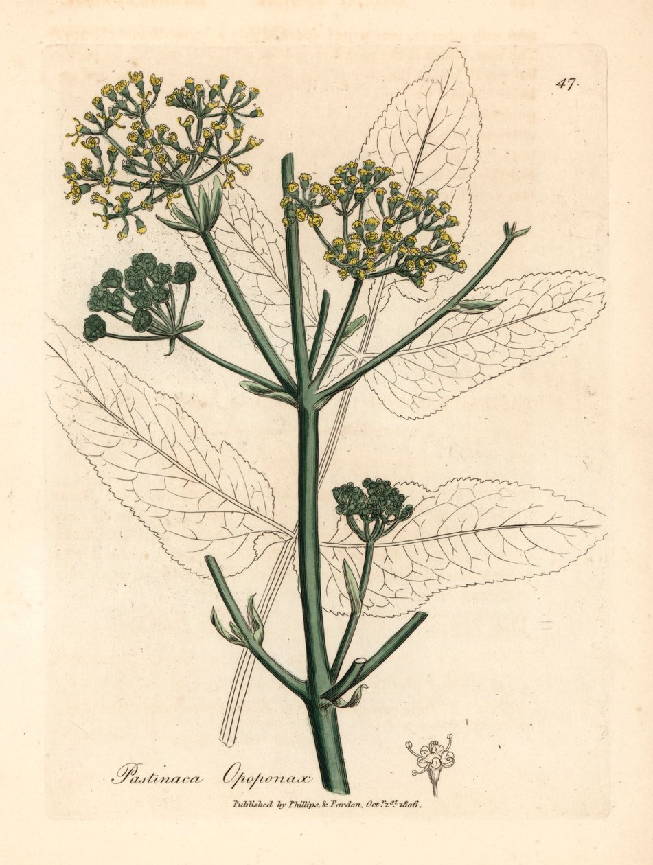 Gulblommig opopanax eller grov palsternacka, Pastinaca opopanax, från en botanisk illustration av James Sowerby från William Woodville och Sir William Jackson Hookers "Medical Botany" 1832 (handfärgad kopparstick) av James (after) Sowerby