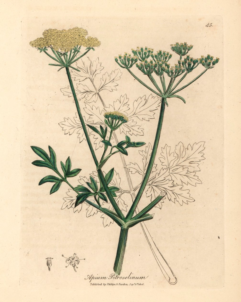 Gulblommig persilja, Apium petroselinum, från en botanisk illustration av James Sowerby från William Woodville och Sir William Jackson Hookers "Medical Botany" 1832 (handfärgad kopparstick) av James (after) Sowerby