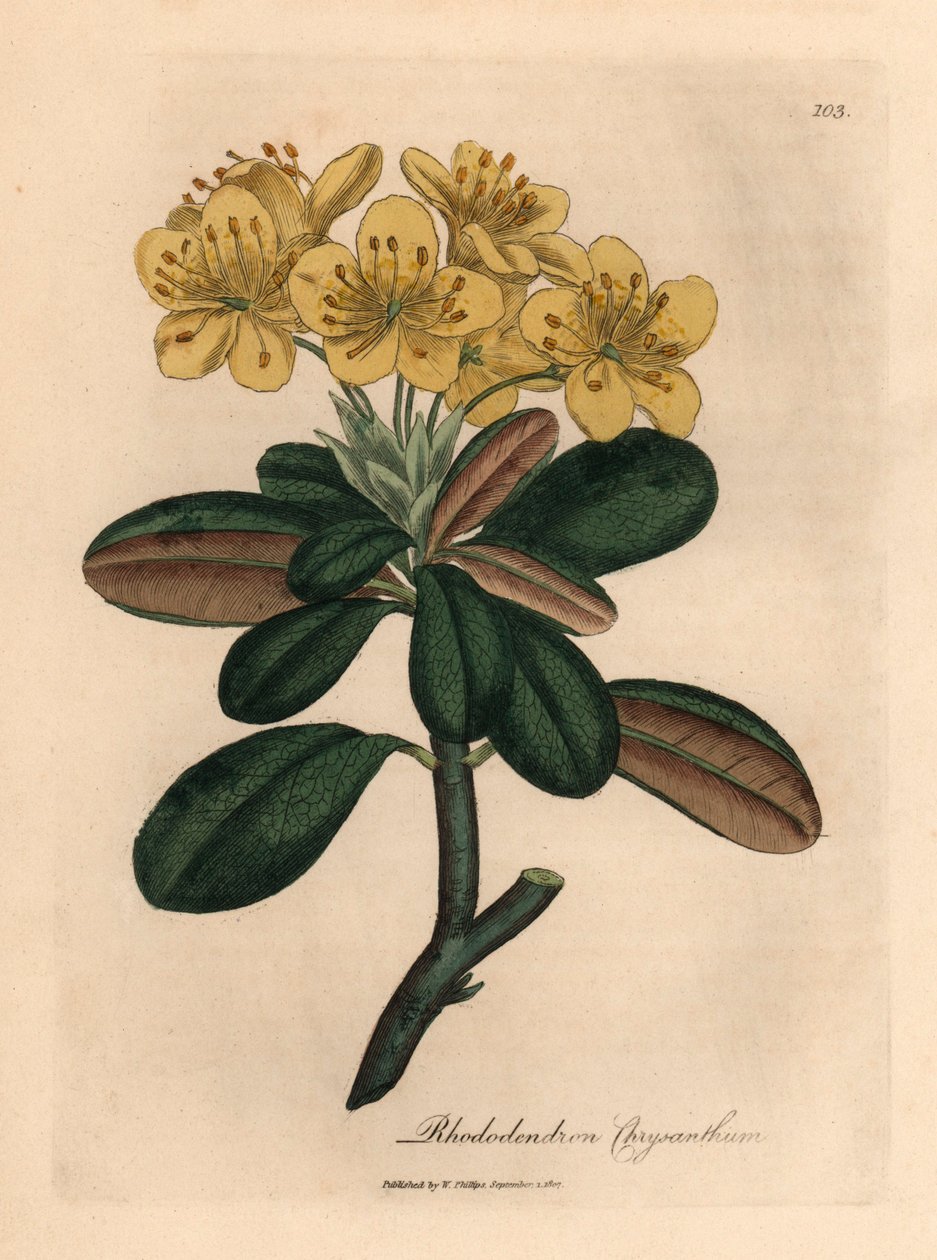 Gulblommig rhododendron, Rhododendron krysantemum, från en botanisk illustration av James Sowerby från William Woodville och Sir William Jackson Hookers "Medical Botany" 1832 (handfärgad kopparstick) av James (after) Sowerby