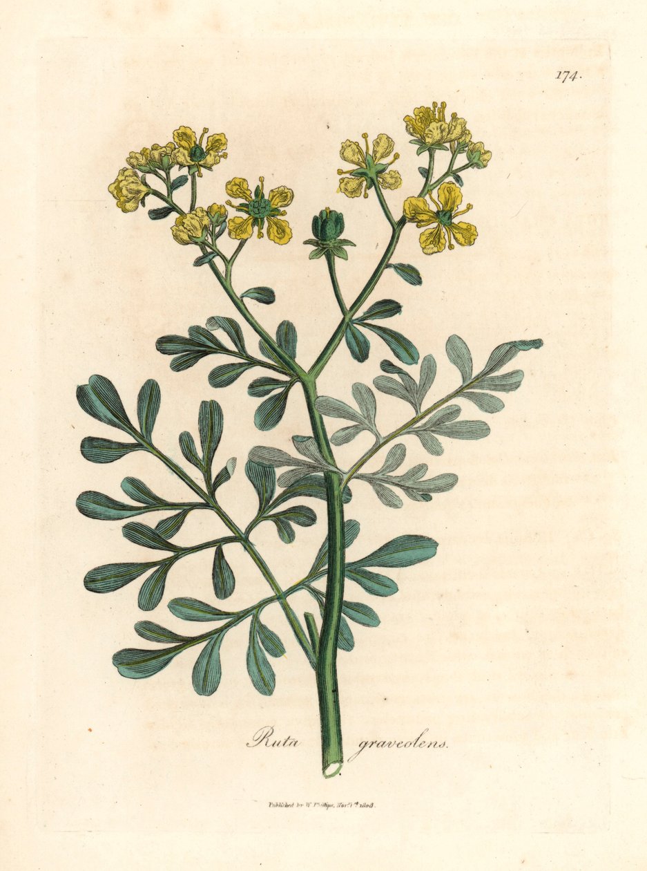 Gulblommig rue, Ruta graveolens, från en botanisk illustration av James Sowerby från William Woodville och Sir William Jackson Hookers "Medical Botany" 1832 (handfärgad kopparstick) av James (after) Sowerby