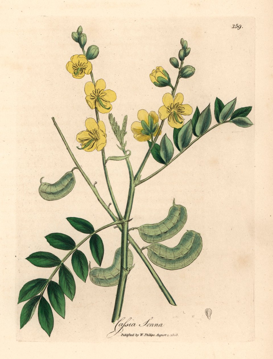 Gulblommig senna eller egyptisk kassia med fröskidor, Cassia senna, från en botanisk illustration av James Sowerby från William Woodville och Sir William Jackson Hookers "Medical Botany" 1832 (handfärgad kopparstick) av James (after) Sowerby