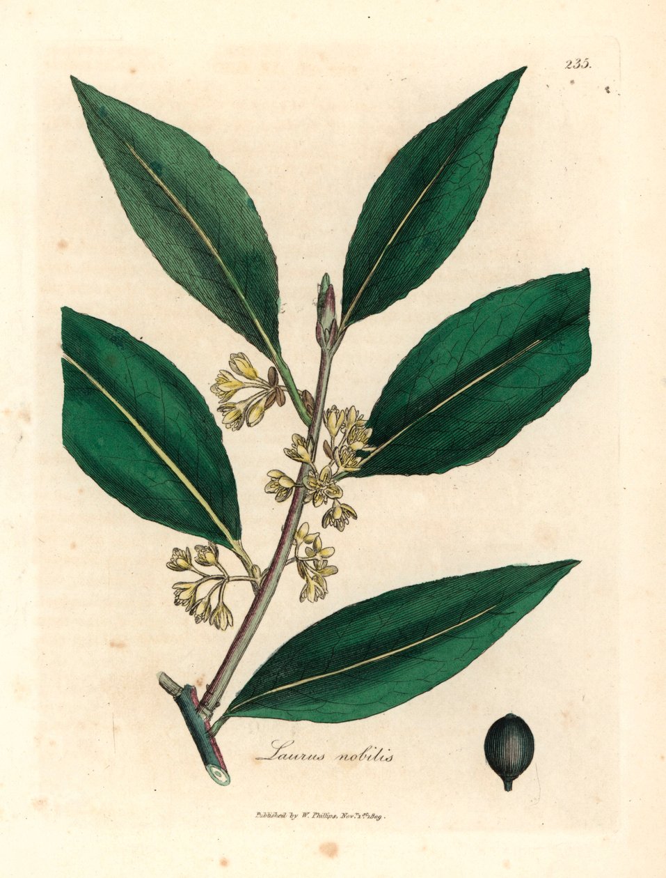 Gulblommiga söta lagerblad, Laurus nobilis, från en botanisk illustration av James Sowerby från William Woodville och Sir William Jackson Hookers "Medical Botany" 1832 (handfärgad kopparstick) av James (after) Sowerby