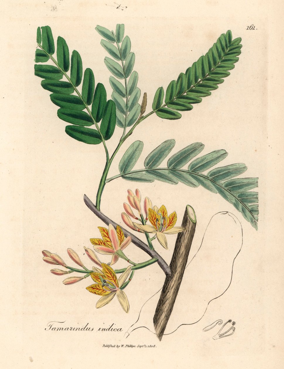 Gulblommigt tamarindträd, Tamarindus indica, från en botanisk illustration av James Sowerby från William Woodville och Sir William Jackson Hookers "Medical Botany" 1832 (handfärgad kopparstick) av James (after) Sowerby